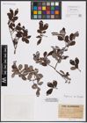 Foto von Salix aurita L. x Salix grandifolia Ser.
